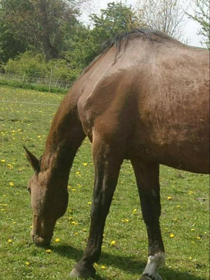 Dansk Varmblod Remund billede 18