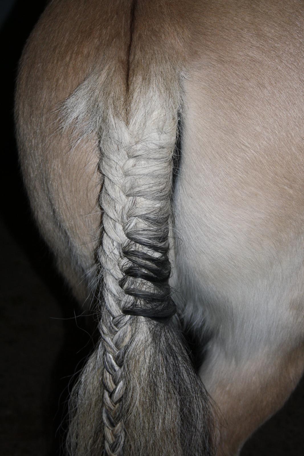 Fjordhest Toby [Har Redet] - Tumbens dejlige numse <3 :D billede 20