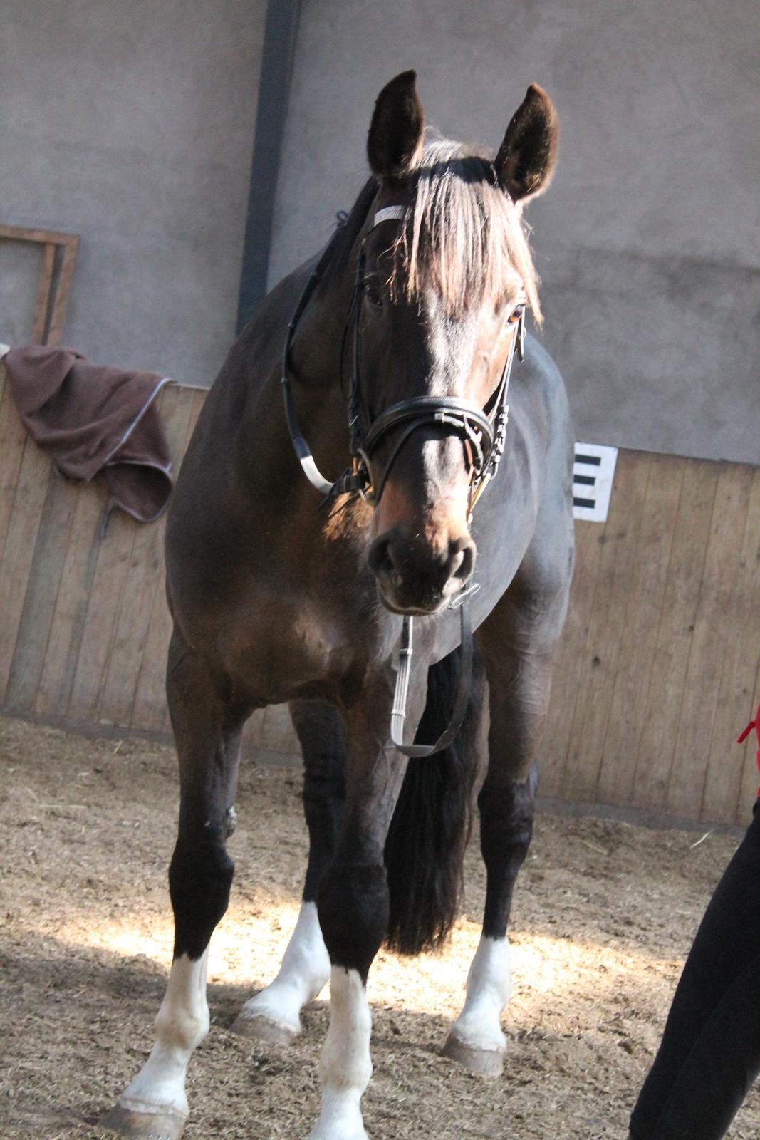 Dansk Varmblod - Laurberggaard's Ludwig - Min øjesten ♥ billede 14