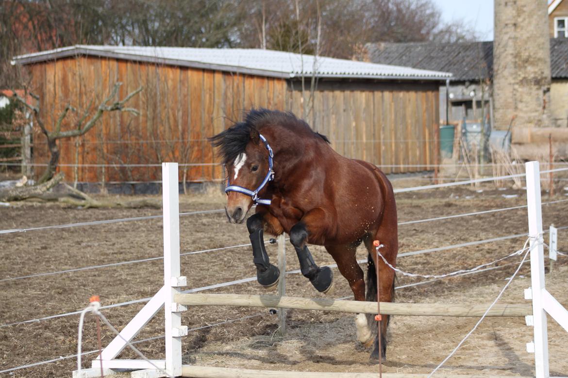 Welsh Pony af Cob-type (sec C) Gribsvad Mango (Har lånt) - Jubii.! :D Han kan godt finde ud af det. ;) billede 4