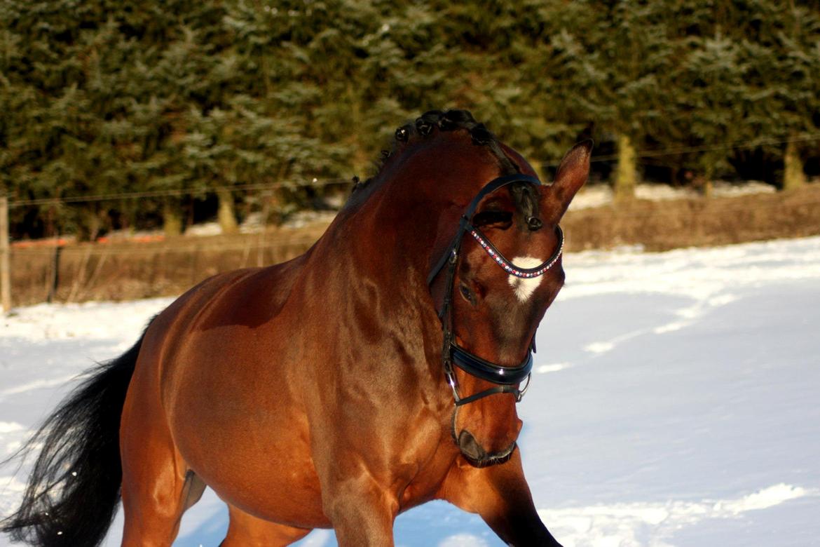 Oldenborg ROSENGÅRDENS CALIOPI - Lerbækhus - marts 2013. billede 20