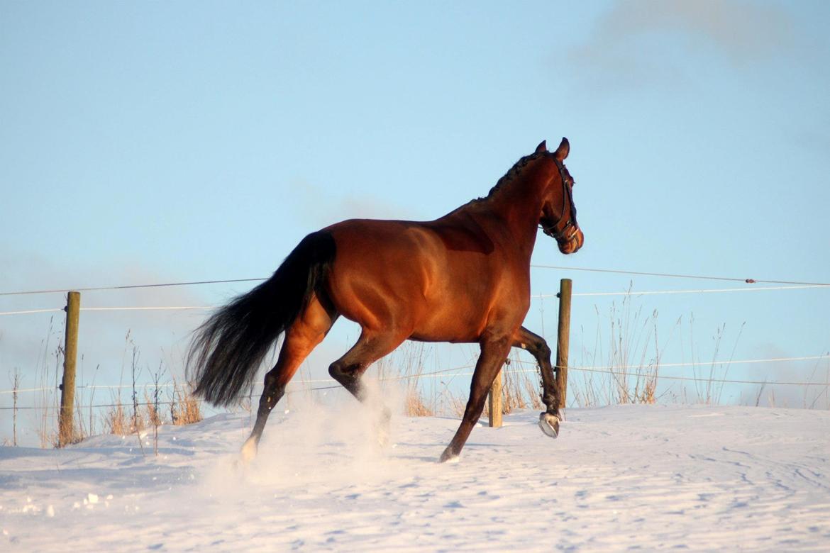 Oldenborg ROSENGÅRDENS CALIOPI - Lerbækhus - marts 2013. billede 22