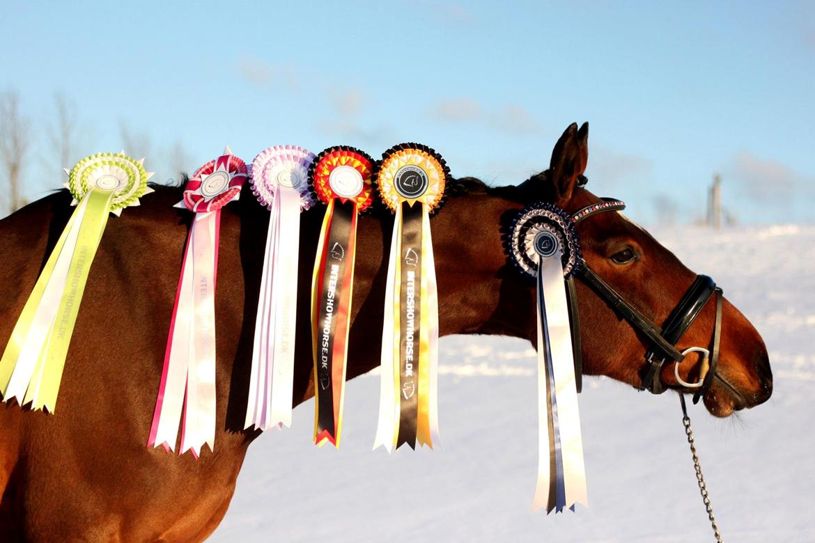 Oldenborg ROSENGÅRDENS CALIOPI - Lerbækhus - marts 2013. billede 3