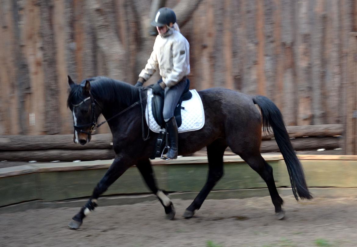 Dansk Varmblod / Sportspony   November Surprise - November er ikke redet siden efteråret 2012, men hun tog det hele så pænt, og så et helt nyt sted! :) billede 12