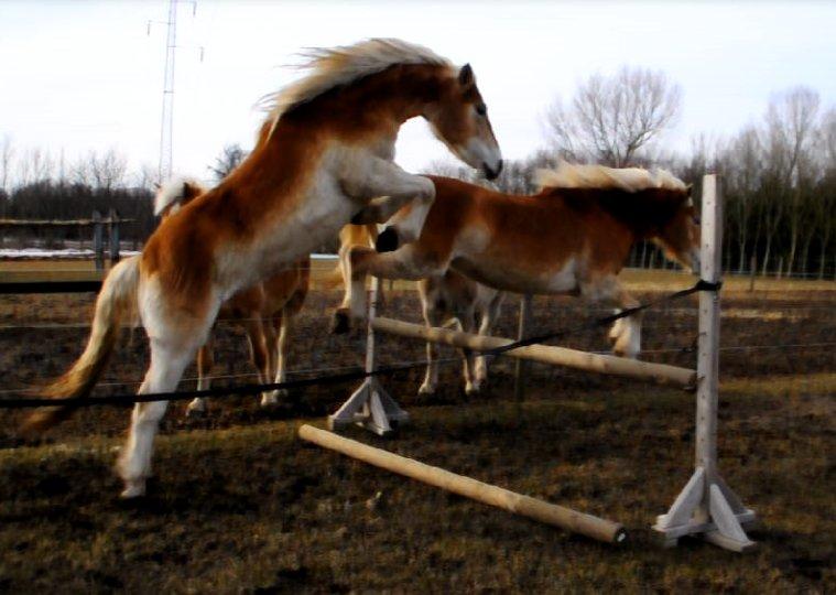 Haflinger Unikka Stald Friis - D.28-03-2013 billede 6