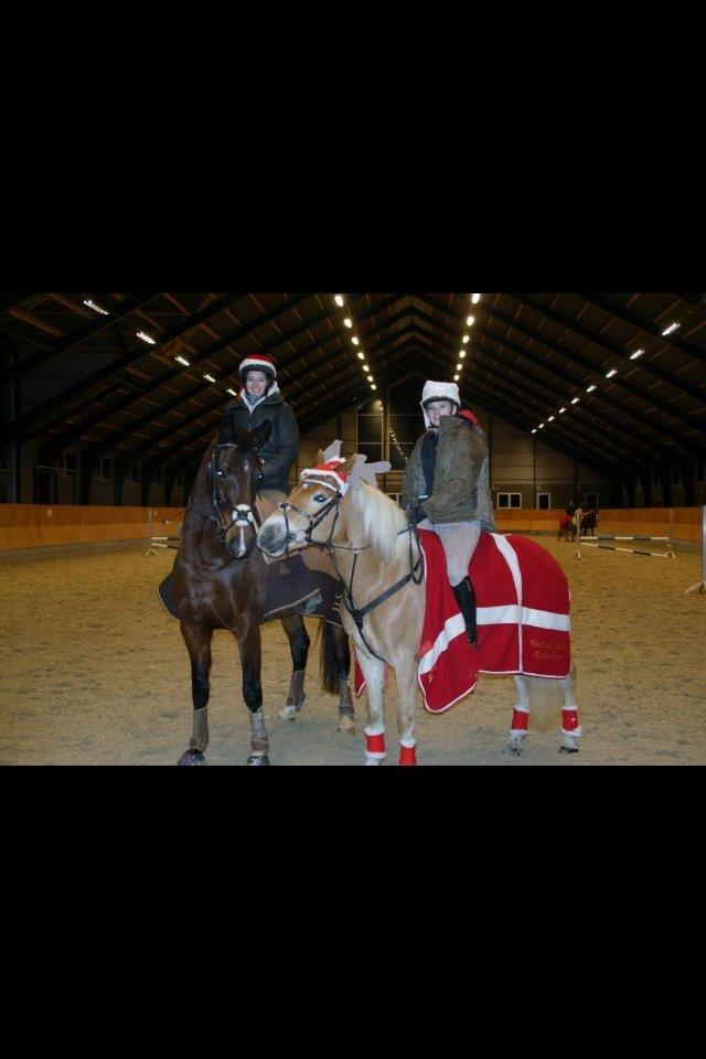 Dansk Varmblod Stenlandsdals Malou R.I.P  billede 18