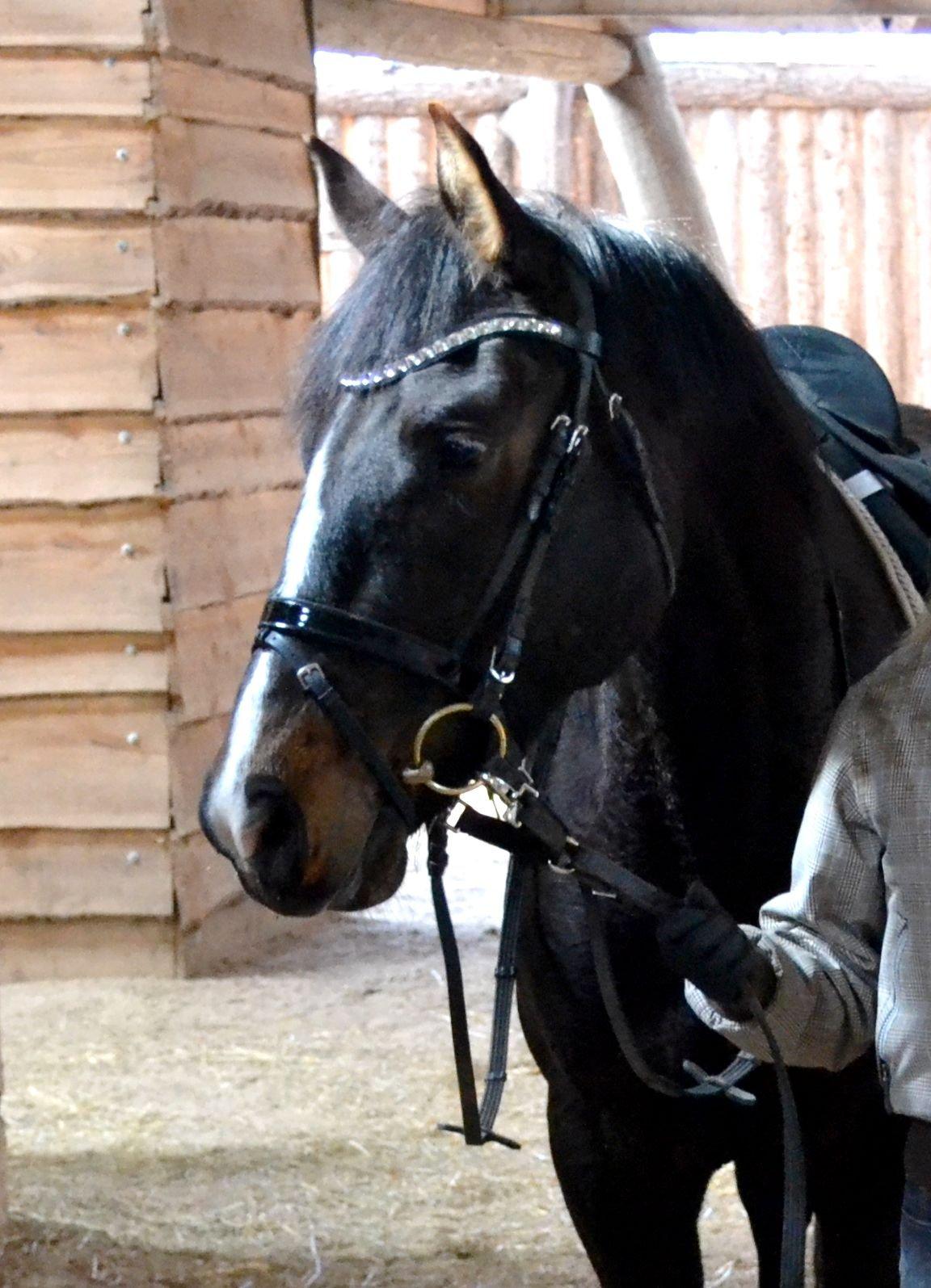 Dansk Varmblod / Sportspony   November Surprise billede 14