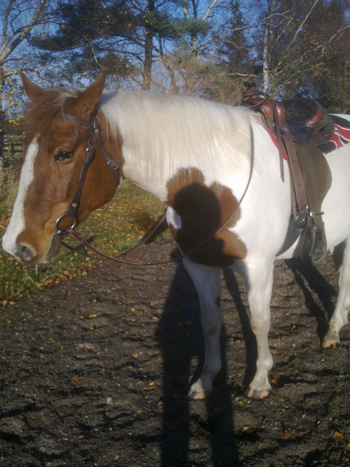 Pinto Katja billede 5