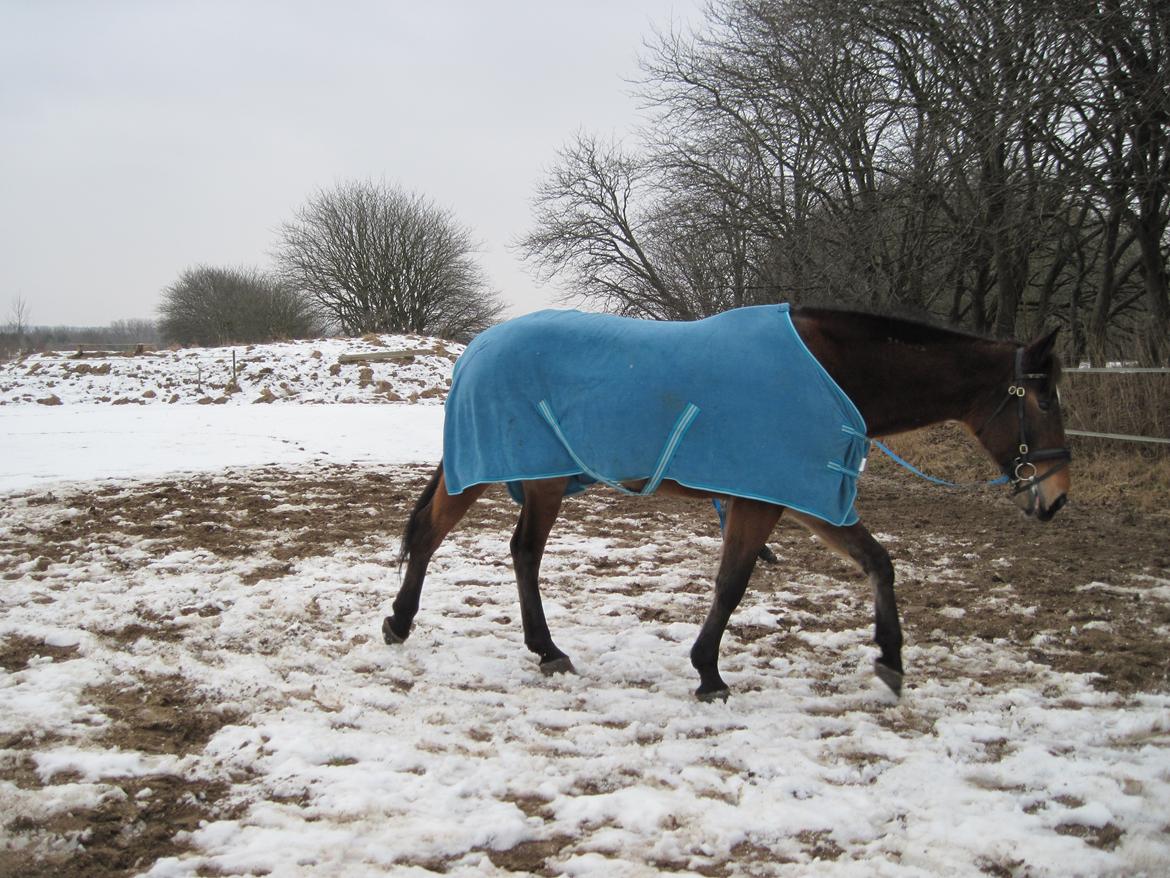 Traver Ærtig K billede 8