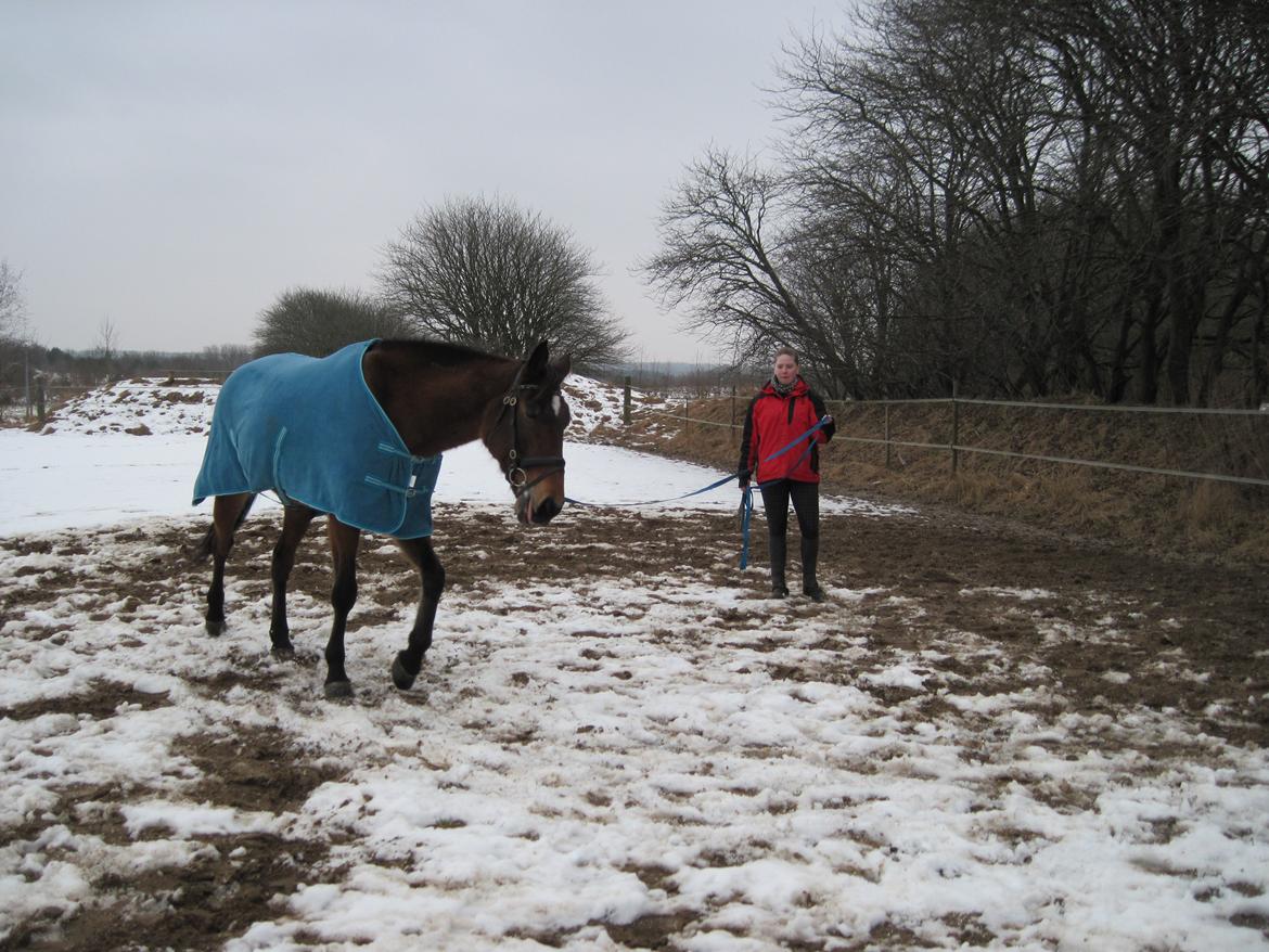 Traver Ærtig K billede 7