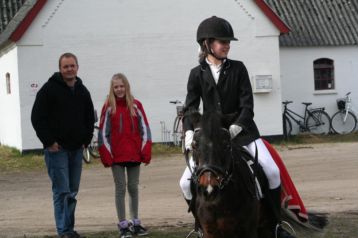 Pinto Miss Dixie billede 6