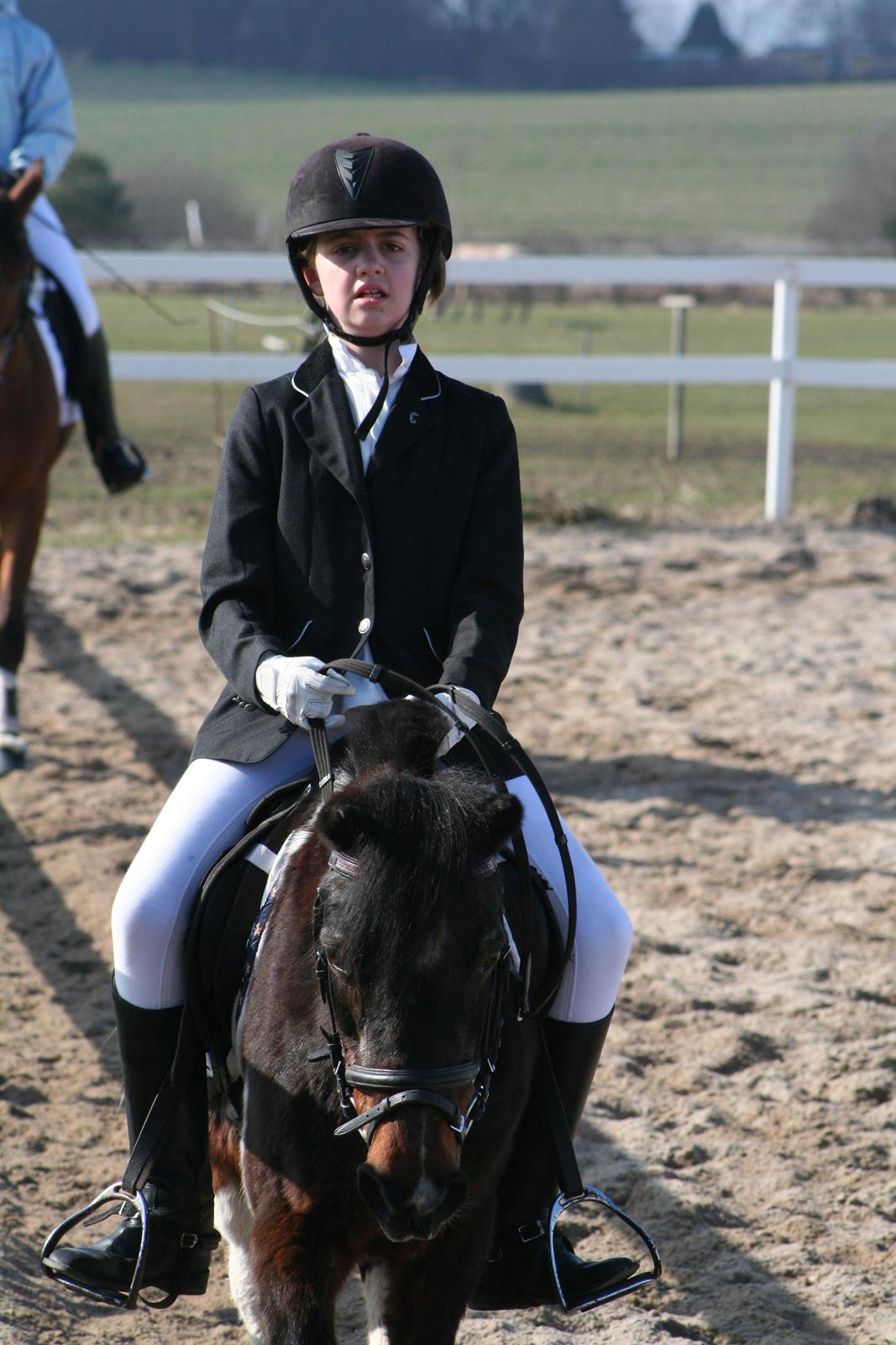 Pinto Miss Dixie billede 13