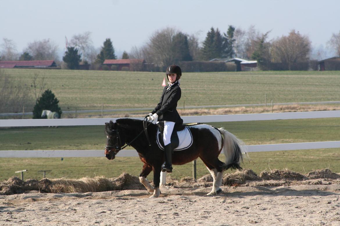 Pinto Miss Dixie billede 17