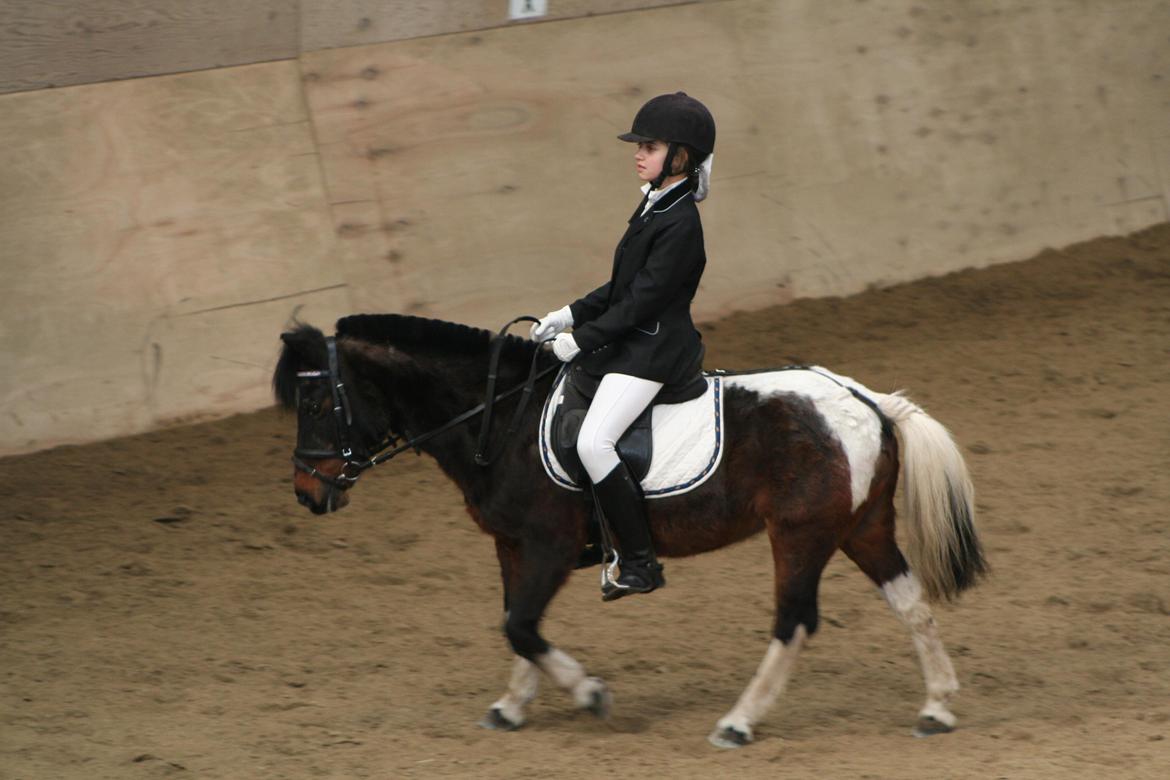 Pinto Miss Dixie billede 20