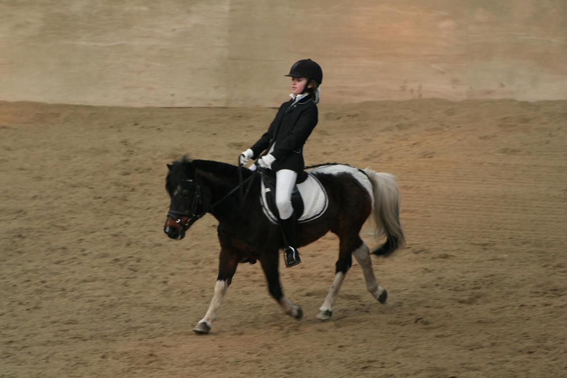 Pinto Miss Dixie billede 8