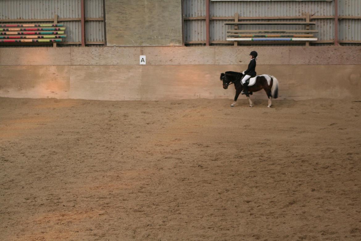 Pinto Miss Dixie billede 4