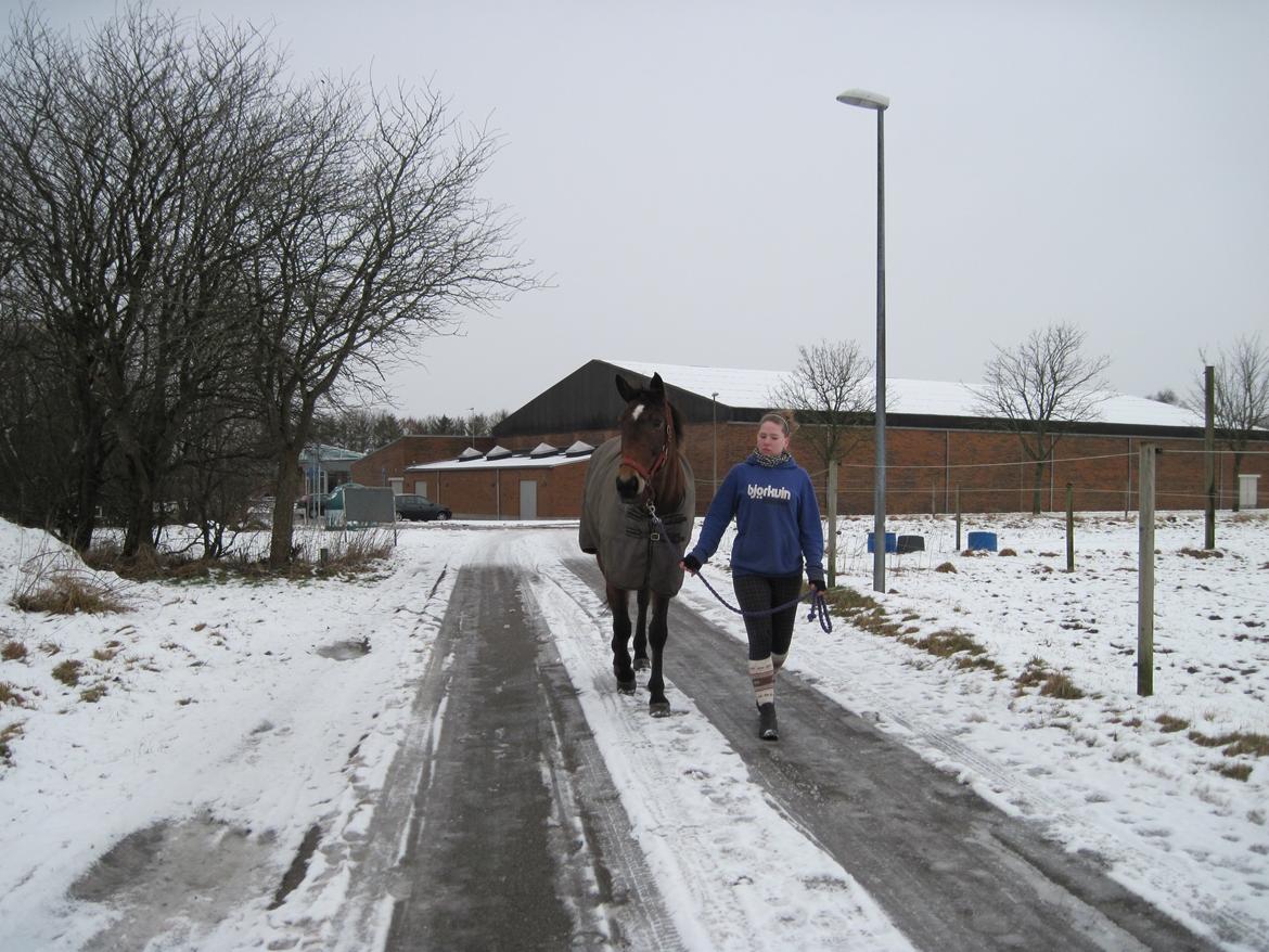 Traver Ærtig K billede 6