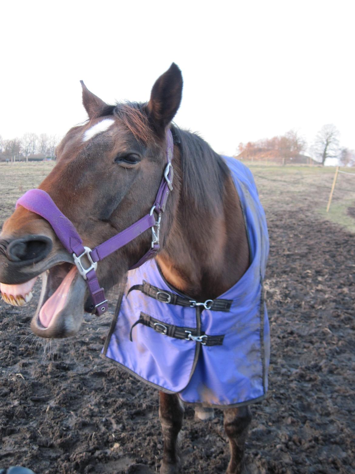 Traver Ærtig K - GAAAAAAAAAB!!!! billede 9