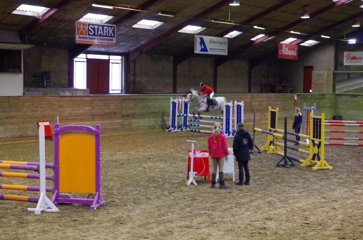 Andalusier Django billede 14