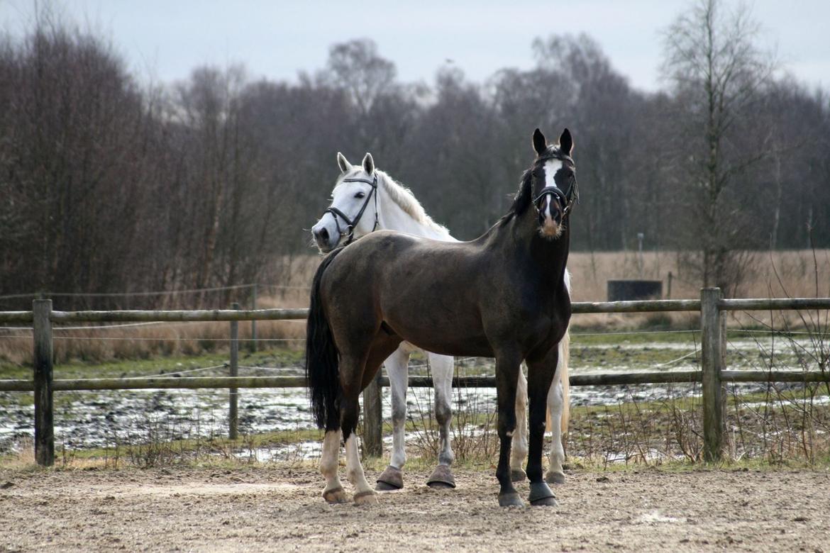 Holstener Konstantin' s Evita  billede 6
