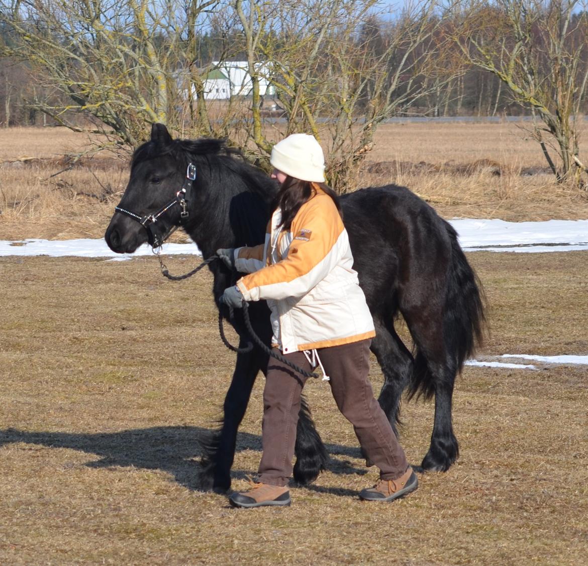 Fell pony Strandgaardens Black Jack - På tur rundt langs hegnet på folden. Jack gik friskt fremad... og det var ind imellem lidt svært at følge med ham. :-) billede 2