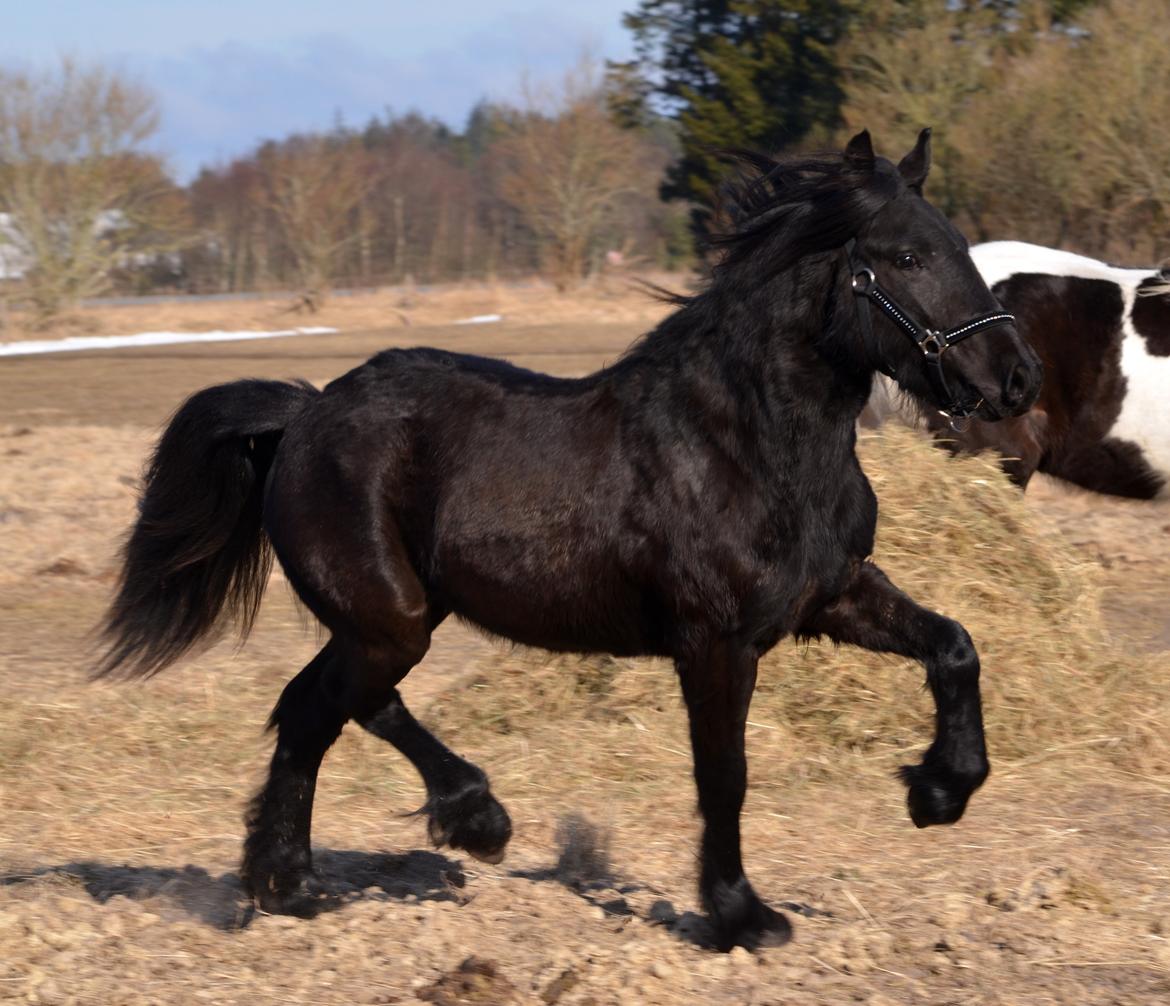 Fell pony Strandgaardens Black Jack - Tjek lige de benløft!! Blæremås! :-) billede 3