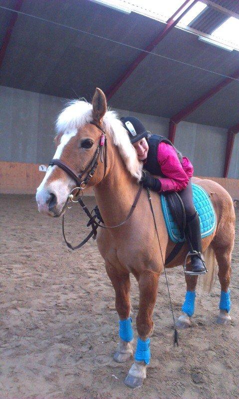 Haflinger Sissi billede 21