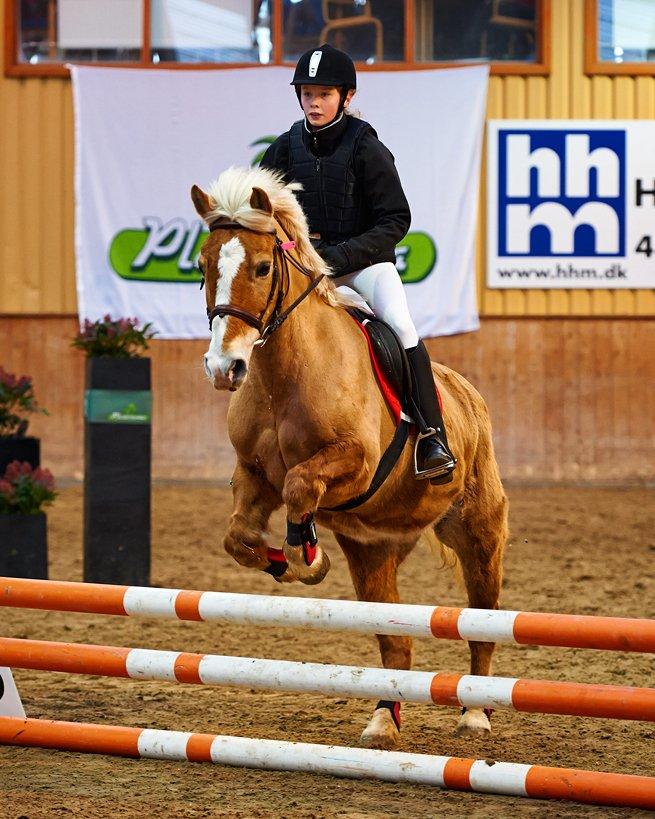 Haflinger Sissi - Sløjfespringstævne:-) Søde Sissi<3 :-) Februar 2013 billede 5