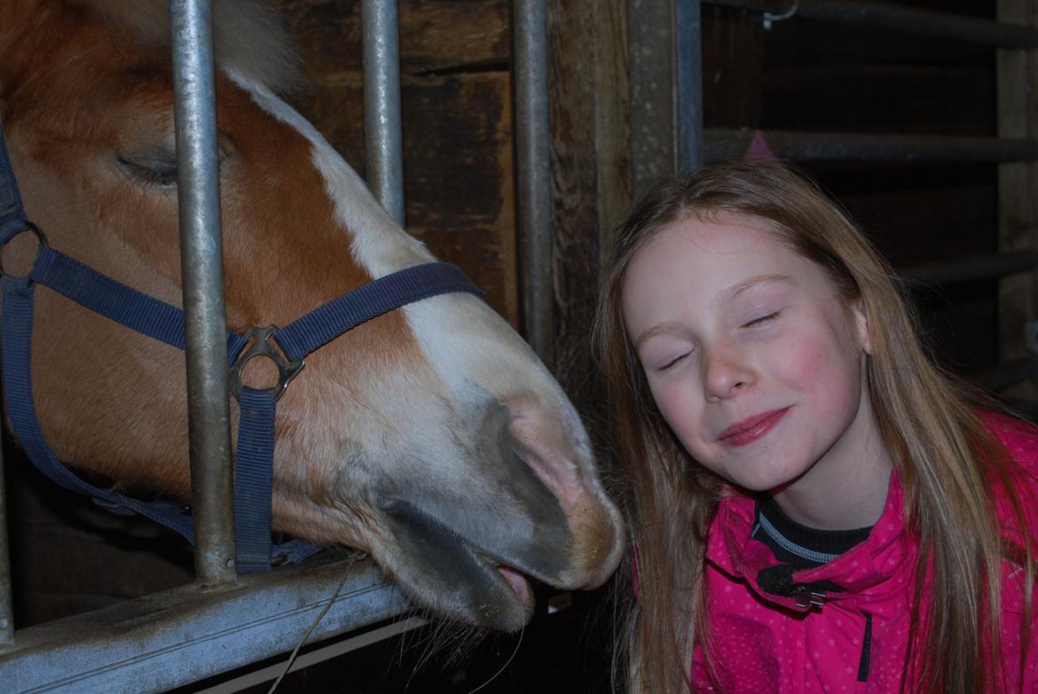 Haflinger Sissi - Kys mig nu!  :-) <3 billede 22