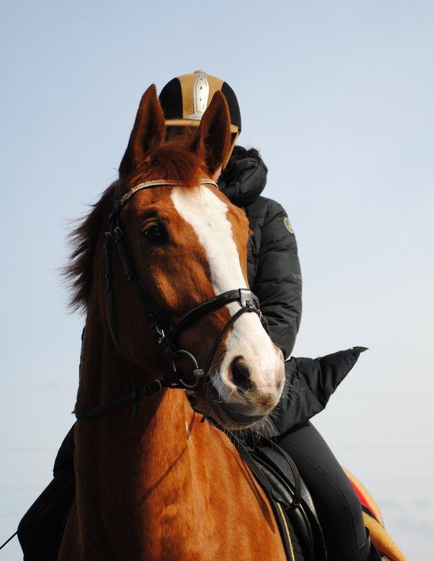 Dansk Varmblod Ibi Delight - Marts 2013 billede 3