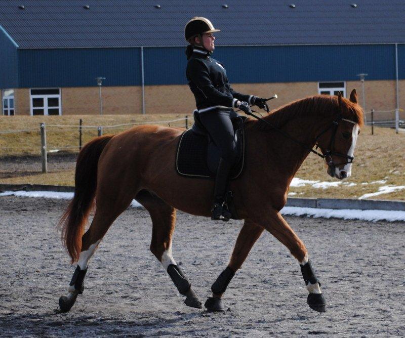 Dansk Varmblod Ibi Delight - Træning Marts 2013
 billede 12