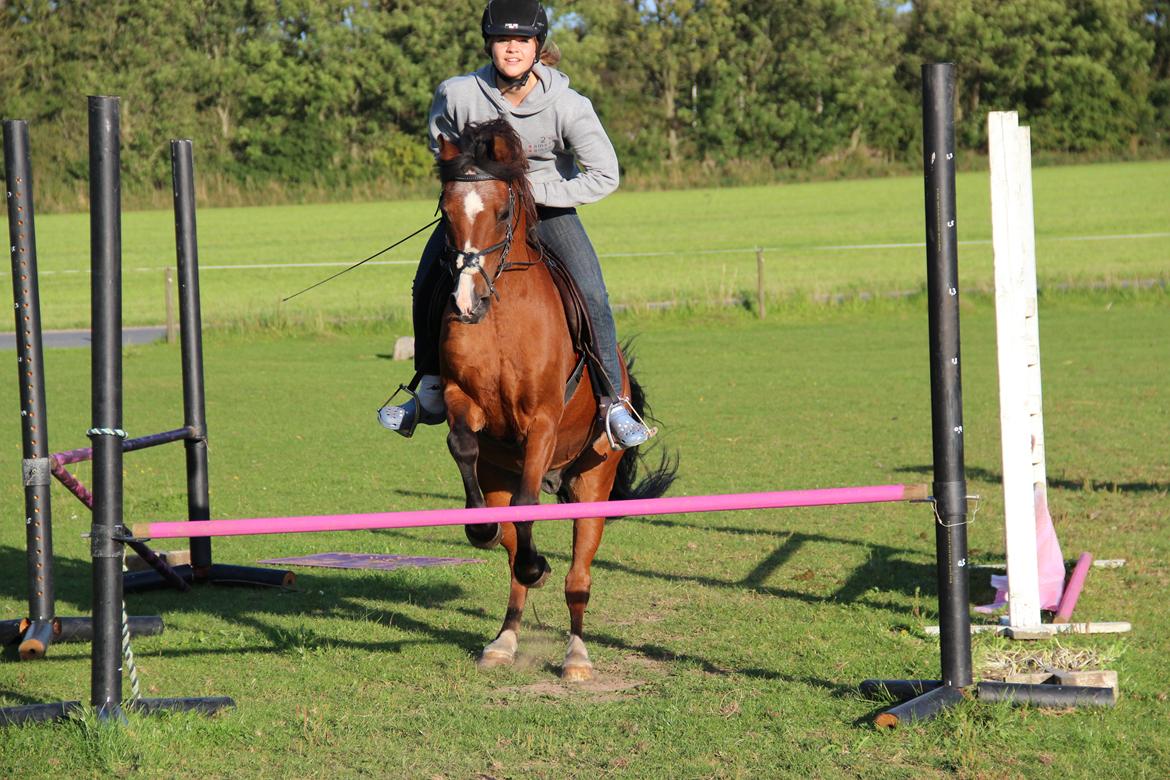 Anden særlig race Cæsar Von Ricko billede 4