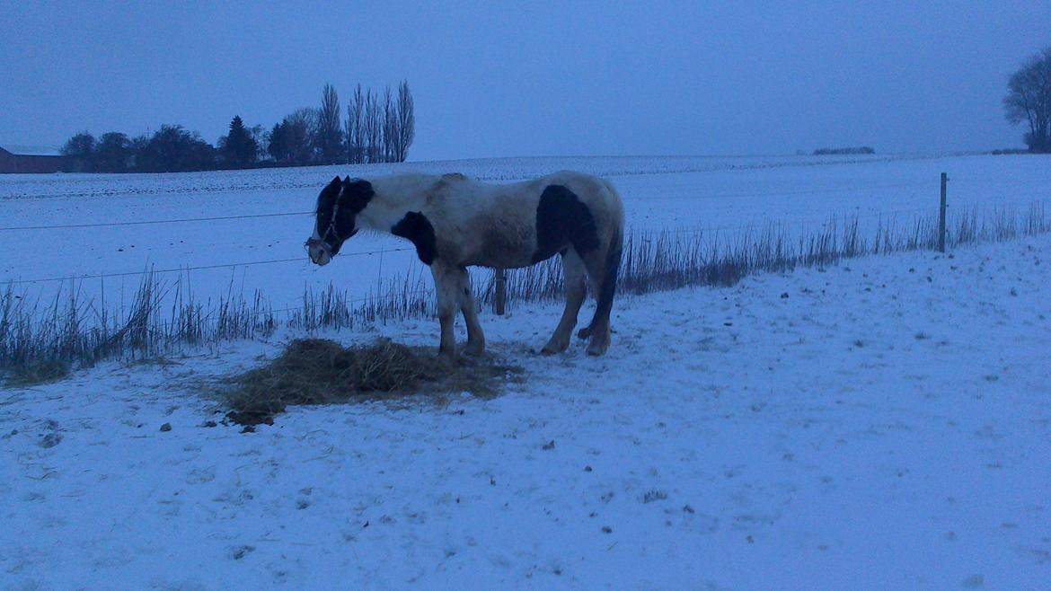 Anden særlig race gipsy ( plet) himmelhest billede 1