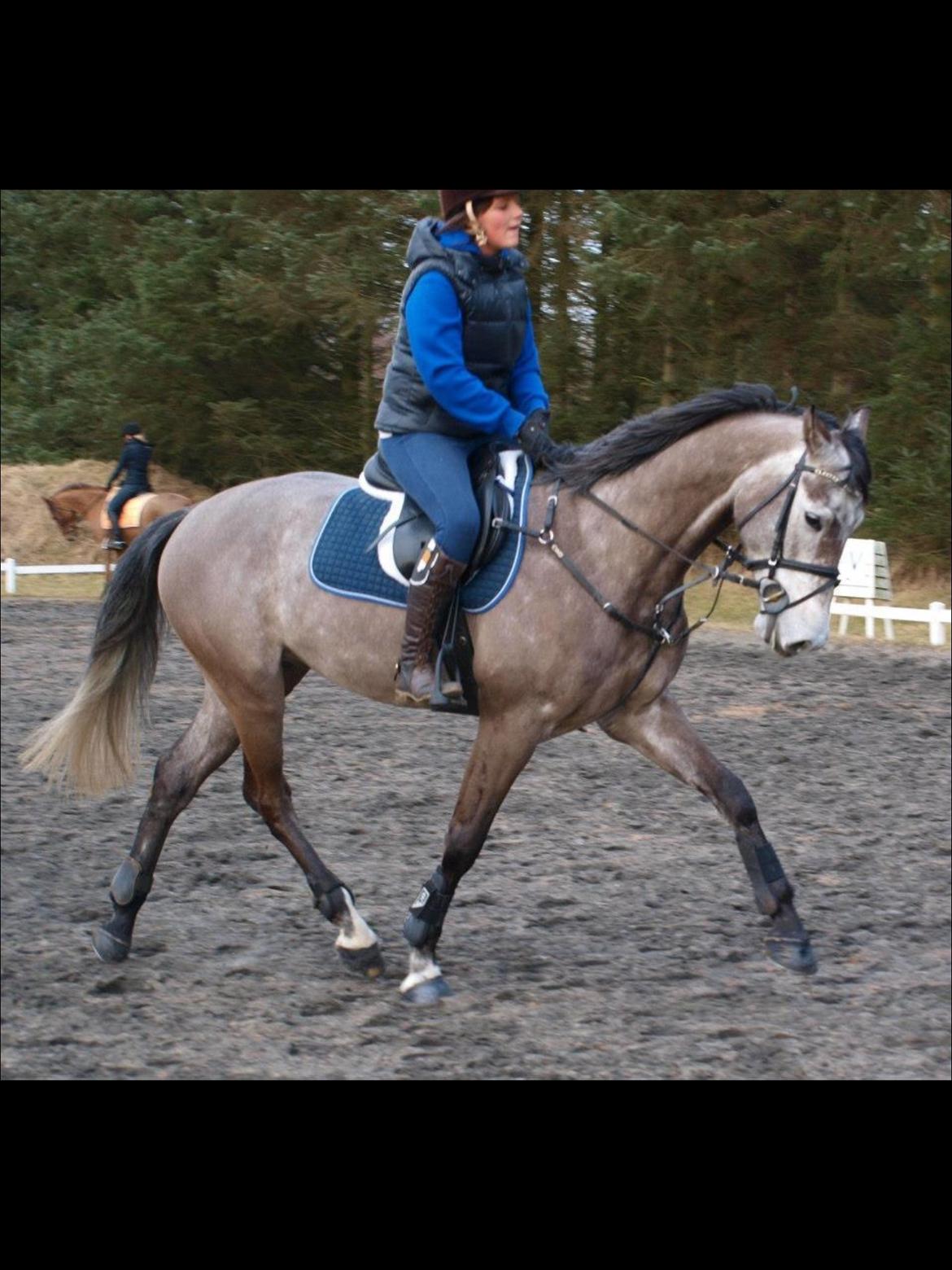 Holstener Cannoiers choice billede 15