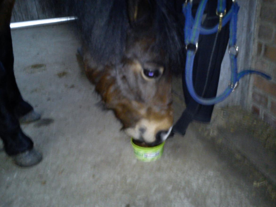 Dartmoor muehlenmoor sandrina<3 - tja det er altid godt med en slikke sten billede 11