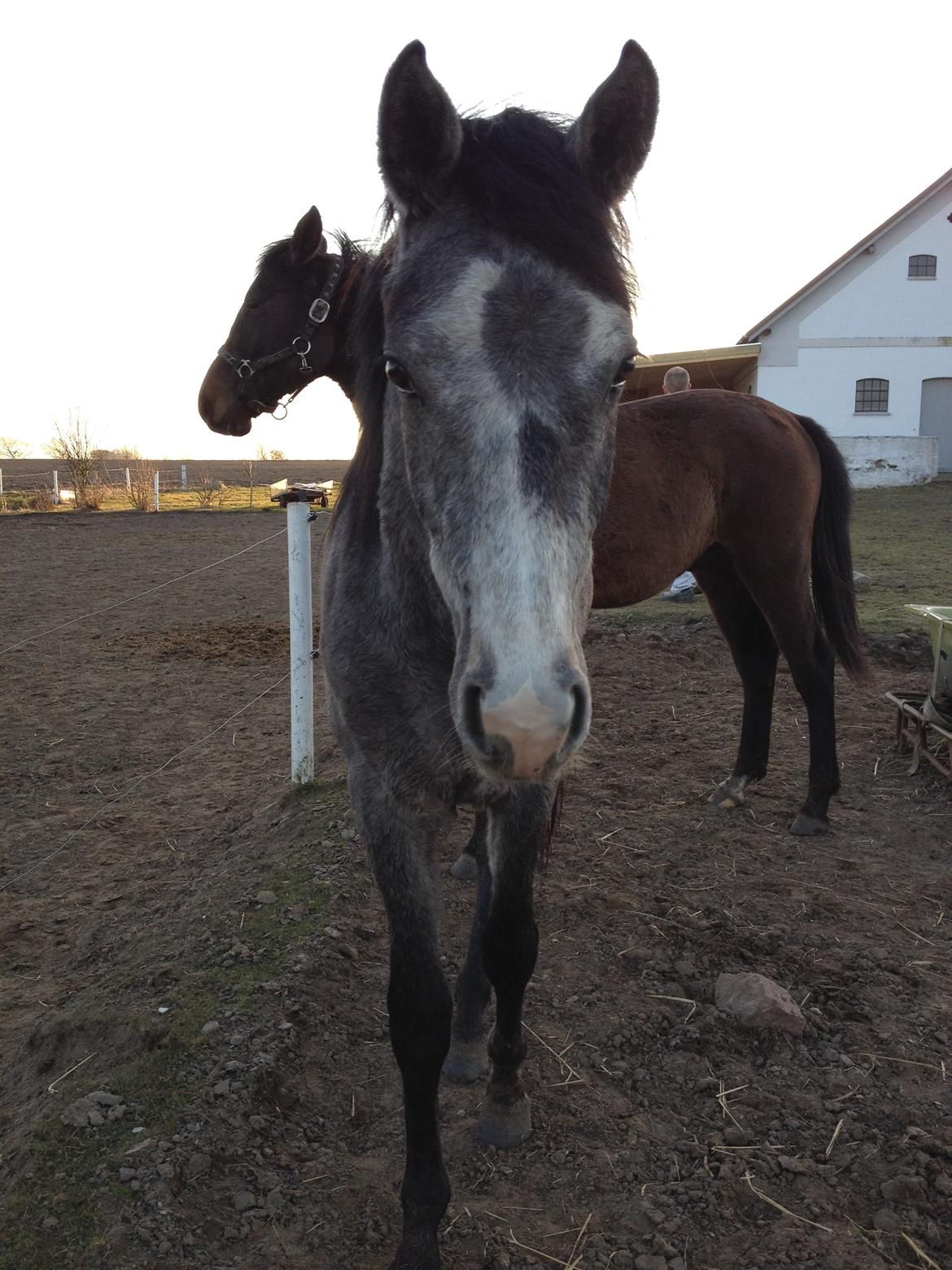 Anden særlig race Titan billede 3