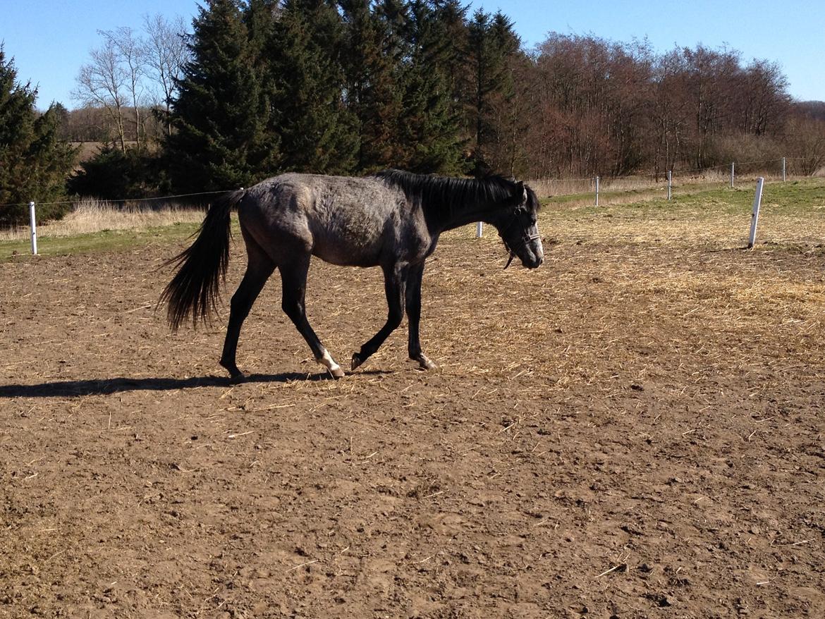 Anden særlig race Titan billede 5