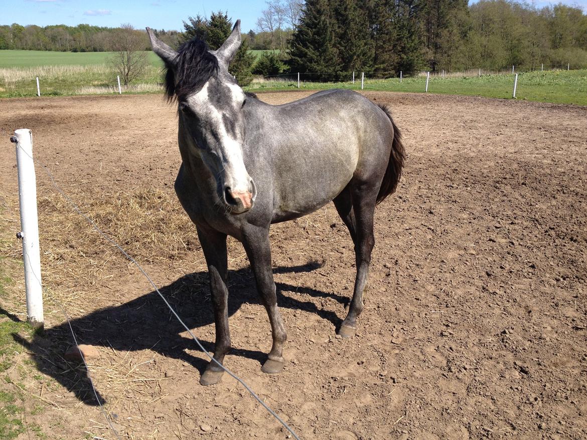 Anden særlig race Titan billede 7