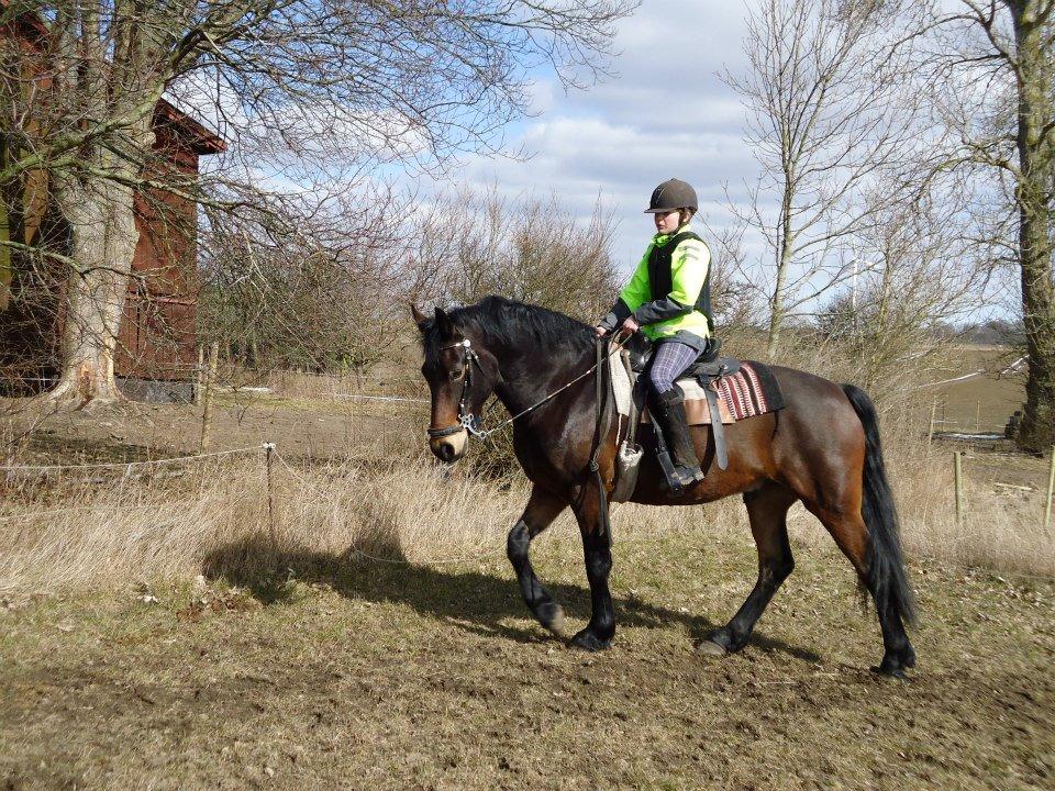 Anden særlig race Bruno - Min lillesøster på 12 rider Bruno.

24-3-2013 billede 4