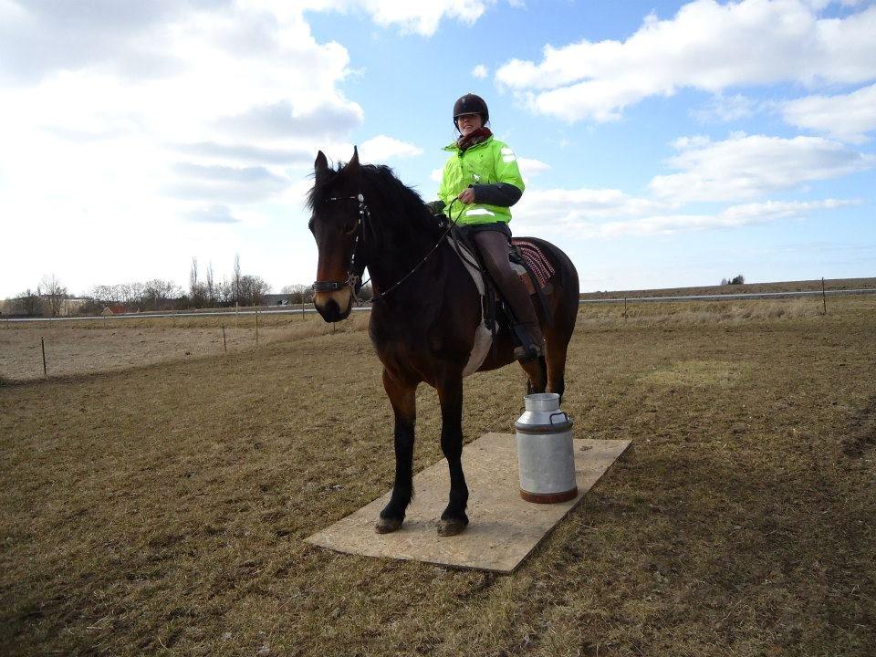 Anden særlig race Bruno - Mig på Bruno.

24-3-2013 billede 1