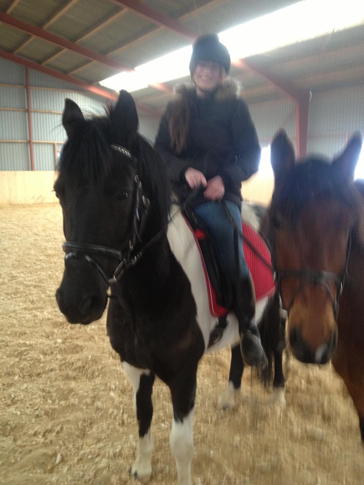 Pinto Team Ravnings Zander. billede 1