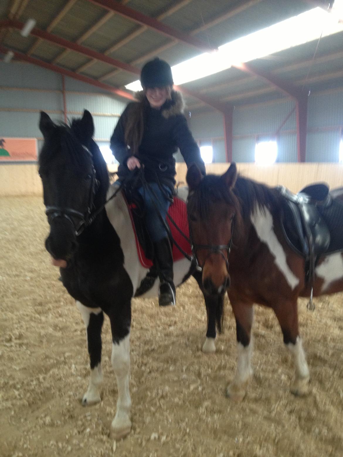 Pinto Team Ravnings Zander. billede 2