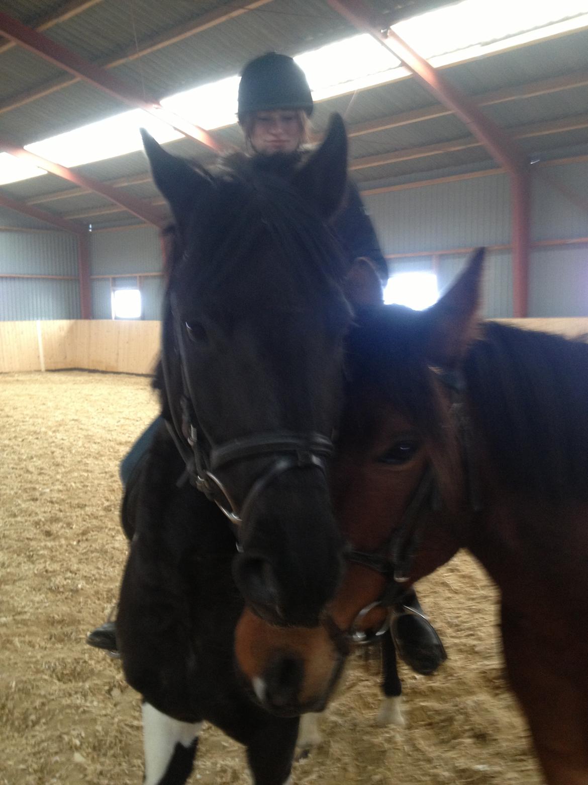 Pinto Team Ravnings Zander. billede 3