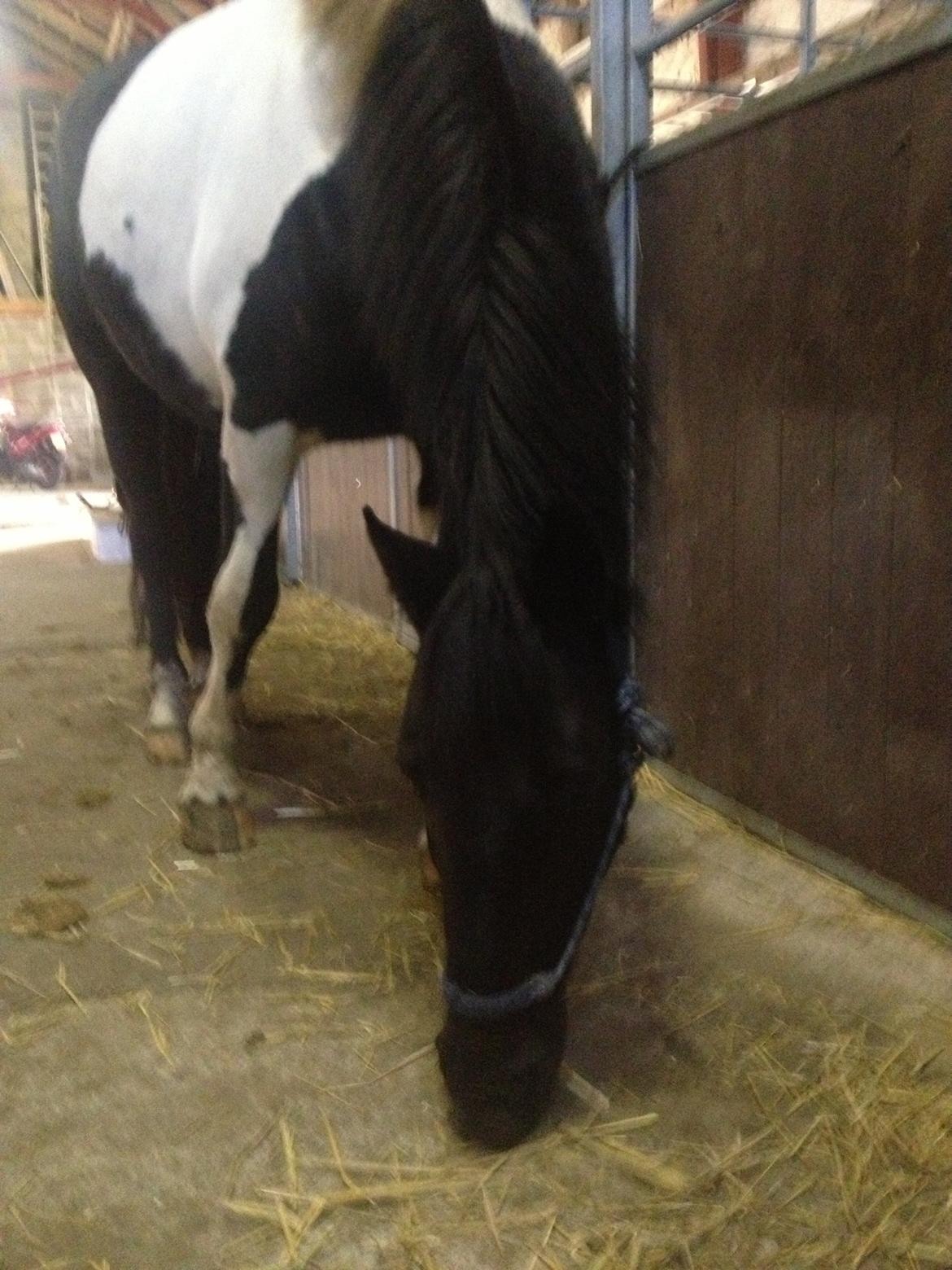 Pinto Team Ravnings Zander. billede 4