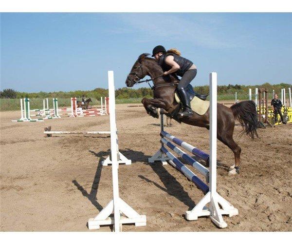 Hollandsk Sportspony Chico - Chico springer bred oxer. Lånt af tidligere ejer. billede 5