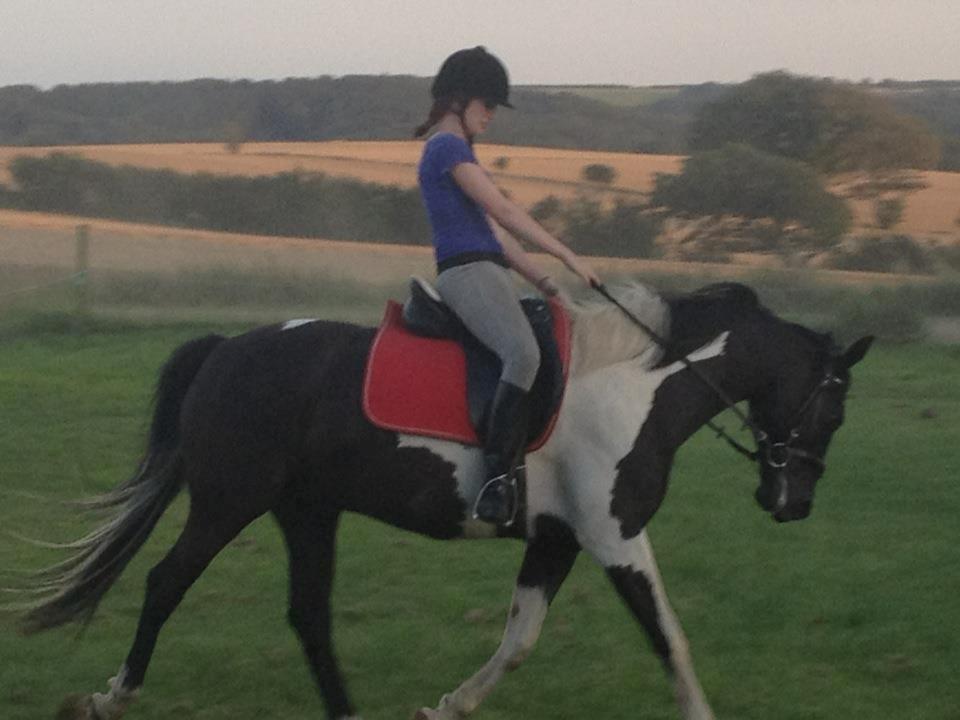 Pinto Team Ravnings Zander. billede 6
