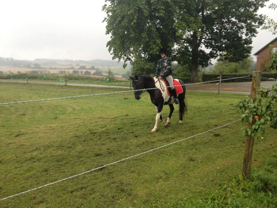 Pinto Team Ravnings Zander. billede 10