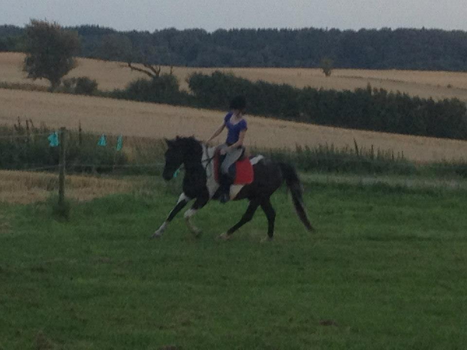 Pinto Team Ravnings Zander. billede 12
