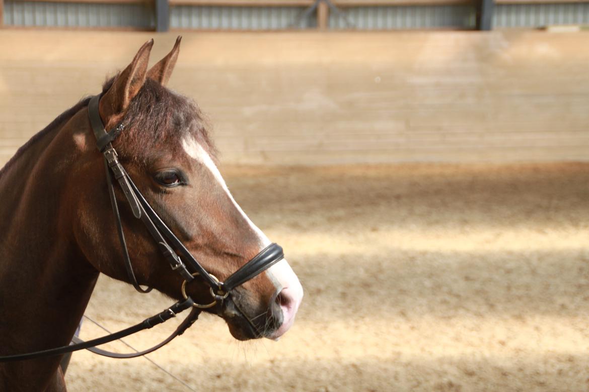 New Forest Romeo's Geiger B-pony - Efter undervisning, Marts 2013. billede 8