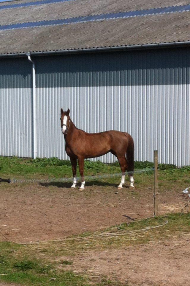 New Forest Just In Time - min dejlige hyp på fold i det fine danske vejr:) billede 10